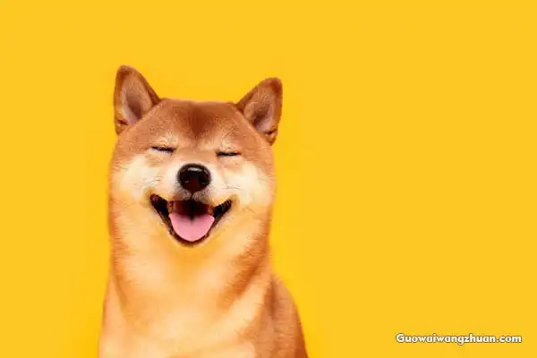 狗狗币Dogecoin会超越比特币Bitcoin吗-国外网赚博客